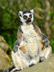 Portrait of a ring-tailed lemur (Lemur catta)