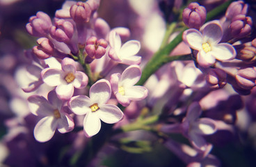 Close up of Lilac flower in spring. Shallow depth of field