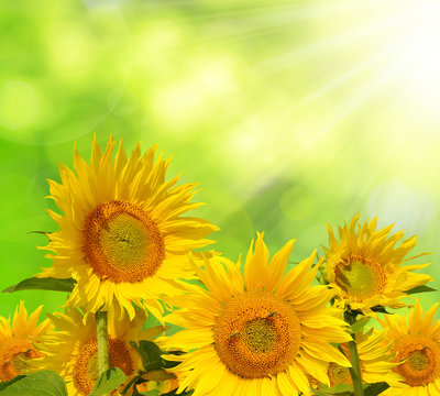 Sunflower field on green natural background