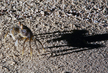 Crab on a sand