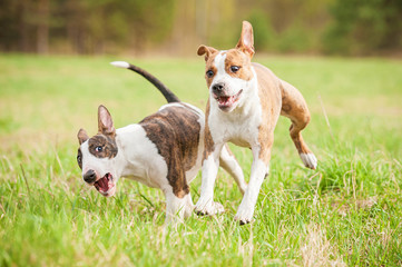 Two funny dogs playing in summer