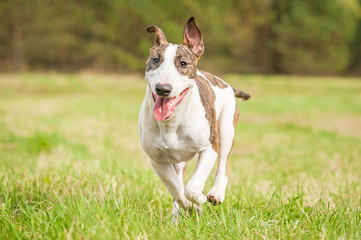 Bullterrier dog running in summer 