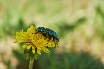 Бронзовка золотистая (Cetonia aurata)