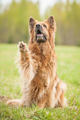German shepherd dog giving a paw