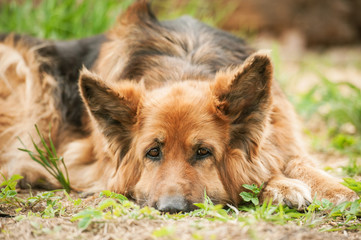 Portrait of old tired german shepherd dog