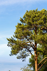Part of a tree against the sky