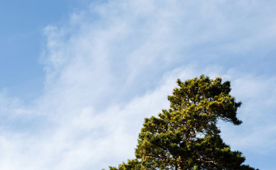 Part of a tree against the sky