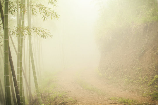 Ground Road Through Bamboo Forest At Misty Morning.