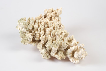 Coral isolated on White