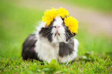Guinea pig with wreath of dandelions on its head