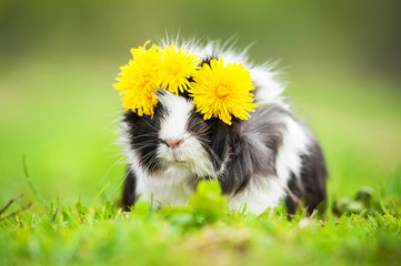 Guinea pig with wreath of dandelions on its head