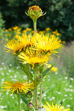 Echter Alant - Inula helenium