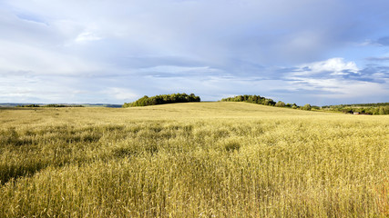 Fototapeta premium wheat field 