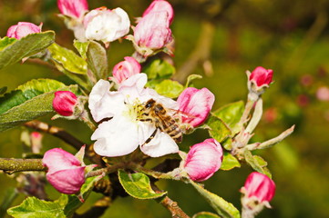 Biene auf Apfelblüte