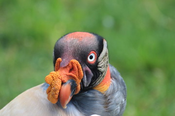 Königsgeier