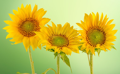 Helianthus or sunflowers, floral arrangement, Family Asteraceae.
