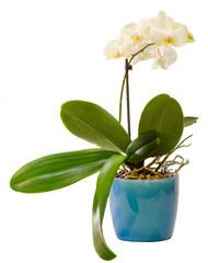 White orchid  flowers, Phalaenopsis, Moth Orchid