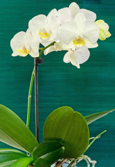 White orchid  flowers, Phalaenopsis, Moth Orchid