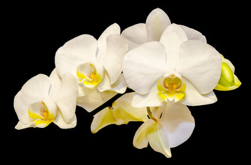Fototapeta na wymiar White orchid flowers, Phalaenopsis, Moth Orchid
