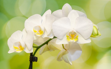 White orchid  flowers, Phalaenopsis, Moth Orchid