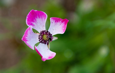 Obraz premium Close-up of Anemone Coronaria or poppy flower