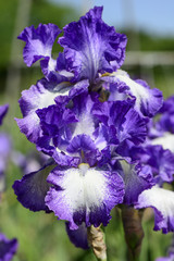Iris garden