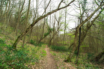 Narrow Pathway in Forest