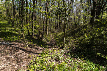 Path Among Trees in Forest