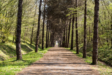 Road in Forest