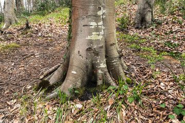 Root of Big Tree