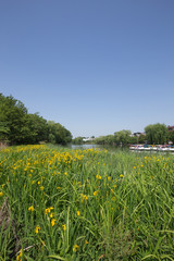 石神井公園のボートと黄色いスイセン
