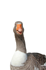 Close-up of a goose