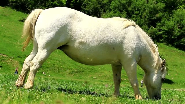 Pottok, poney