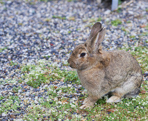 brown rabbit