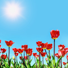 Obraz premium red flowers blooming tulips against the sky