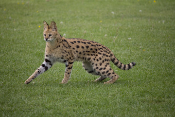 serval cat standing looking up