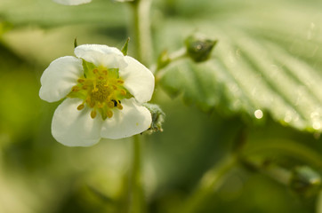 strawberry flower