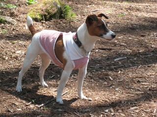 犬