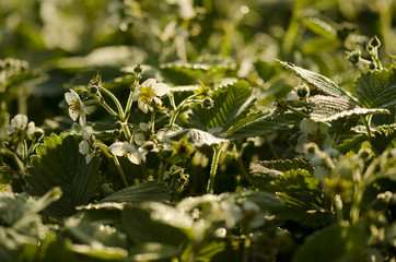 strawberry flower