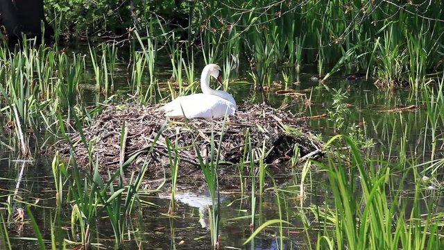 Schwan br&uuml;tet im Nest