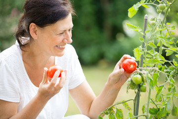 Frau betrachtet Tomaten am Tomatenstock im Garten