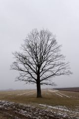 trees in the winter  