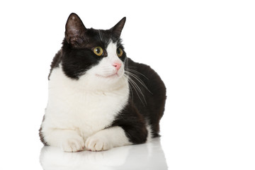 Schwarzweißer Kater