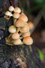 Toadstools