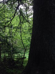 Naklejka premium inside the forest