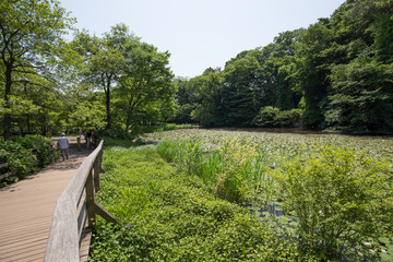 石神井公園