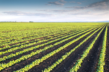 Soybean Field