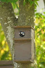巣箱のシジュウカラ