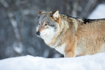 Wolf standing in the cold winter forest