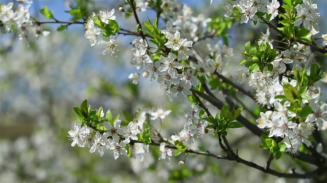 Spring Blossom Tree Branches With White Flowers
